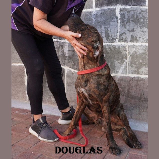 Photo of Douglas