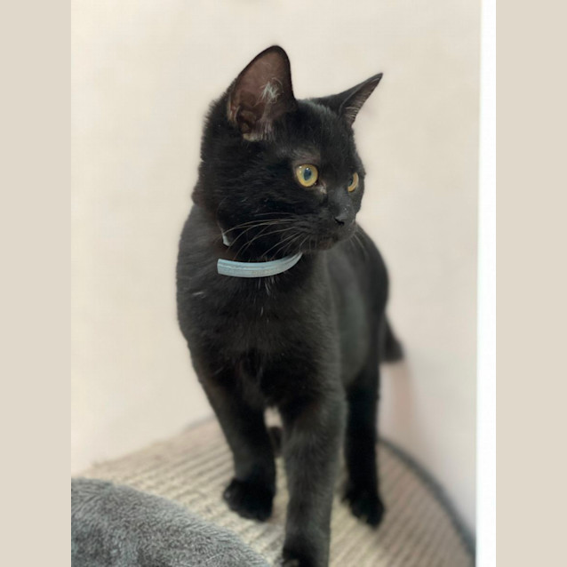 Photo of Ferris (6506)