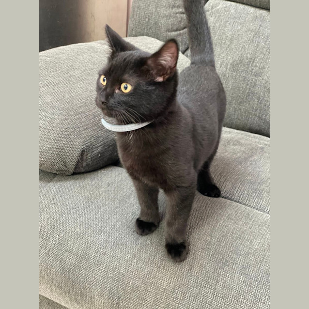 Photo of Ferris (6506)