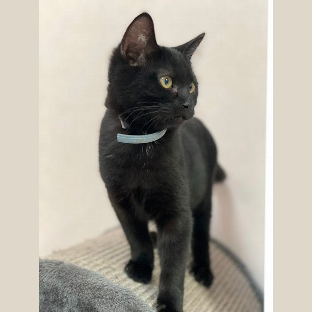 Photo of Ferris (6506)