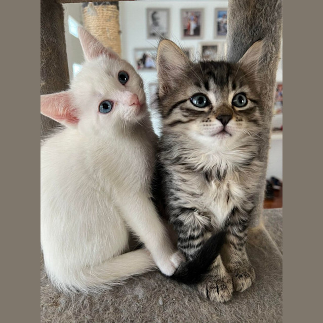 Photo of 💛 Hugo 💛