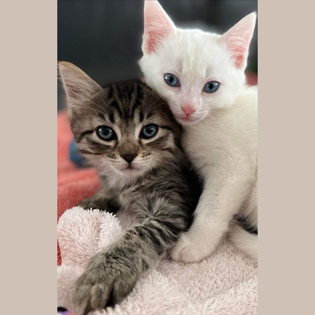 Photo of 💛 Hugo 💛