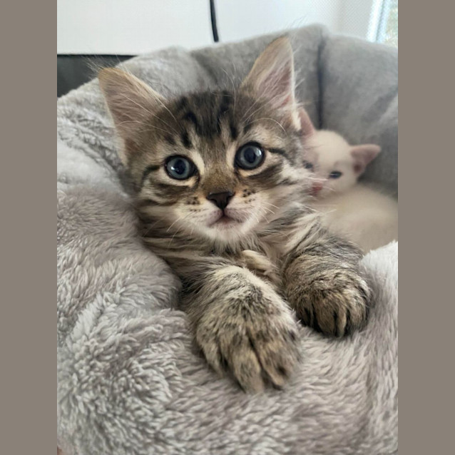 Photo of 💛 Hugo 💛