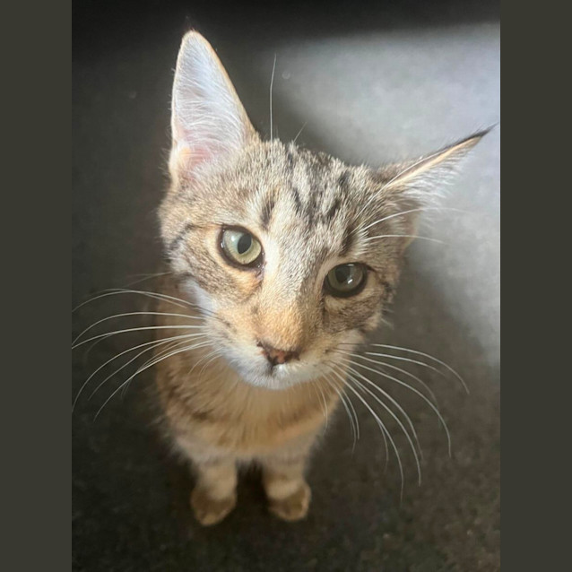 Photo of Melinda Meet Me@Mornington  Petstock Store