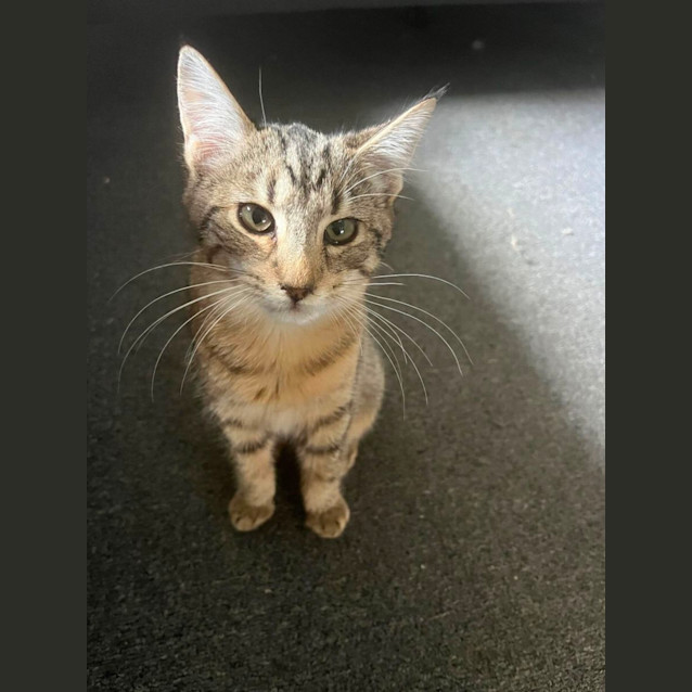 Photo of Melinda Meet Me@Mornington  Petstock Store