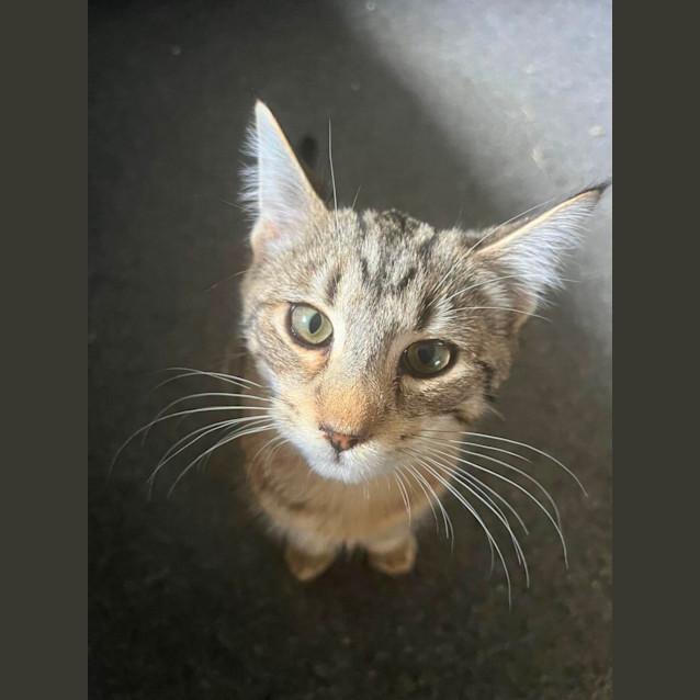 Photo of Melinda Meet Me@Mornington  Petstock Store