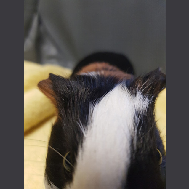 Photo of Lardon