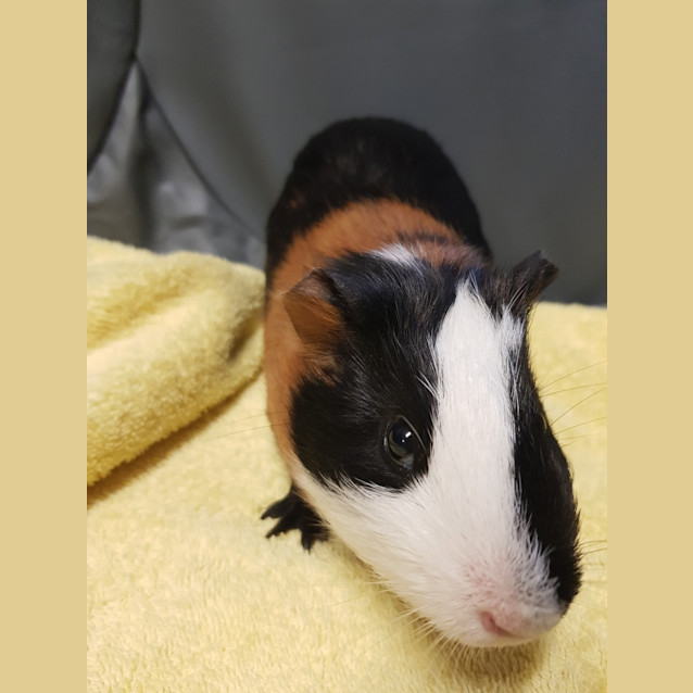 Photo of Lardon