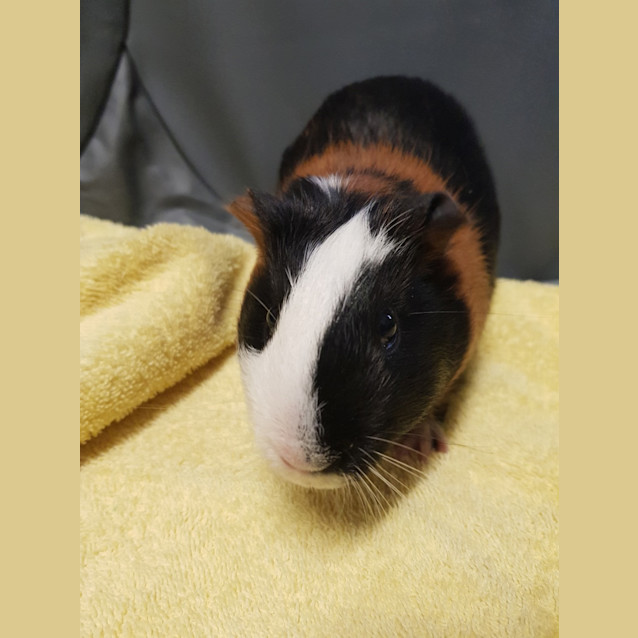 Photo of Lardon