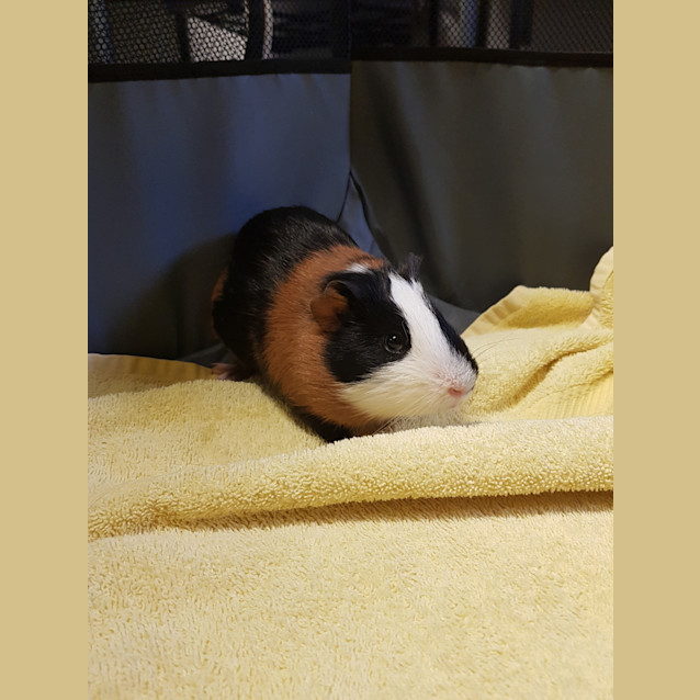 Photo of Lardon