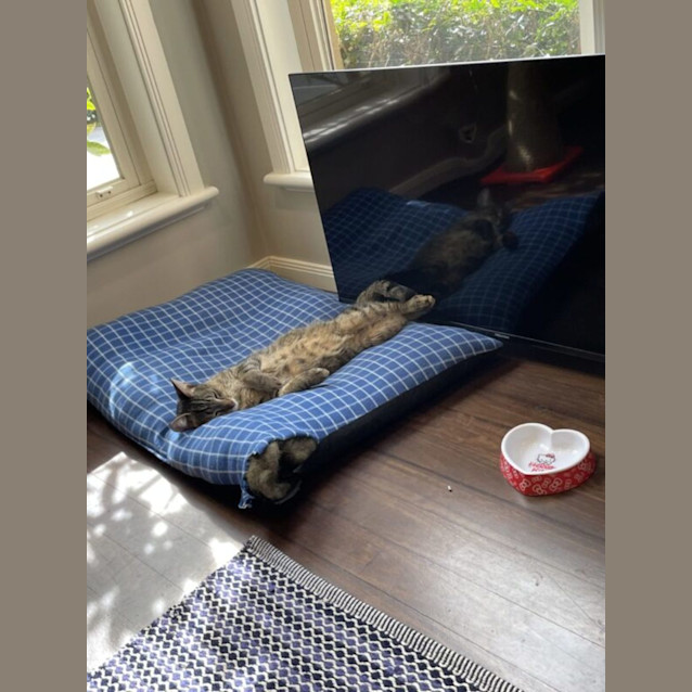 Photo of Baloo & Jessie