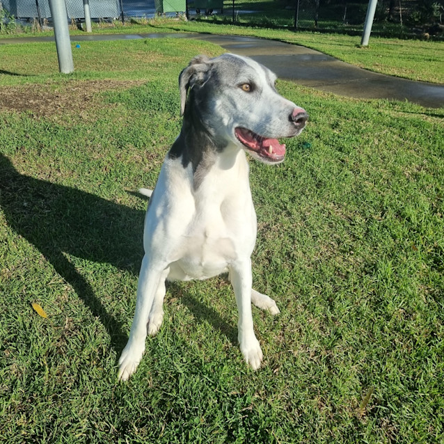 Photo of Ludo