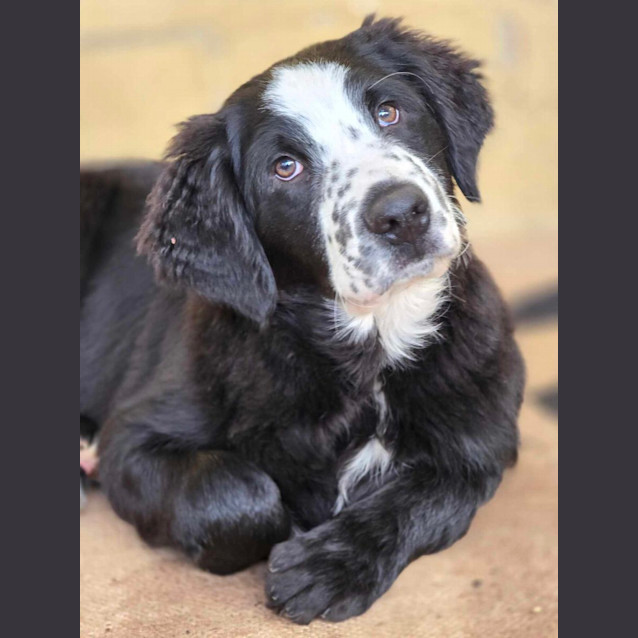 Photo of Winston  Bernadoodle