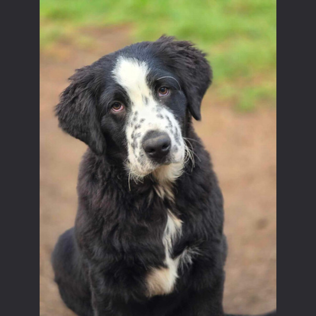 Photo of Winston  Bernadoodle