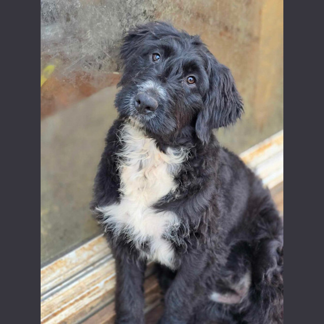 Photo of Maia  Bernadoodle