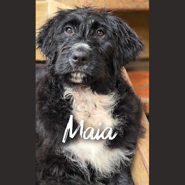 Photo of Maia  Bernadoodle
