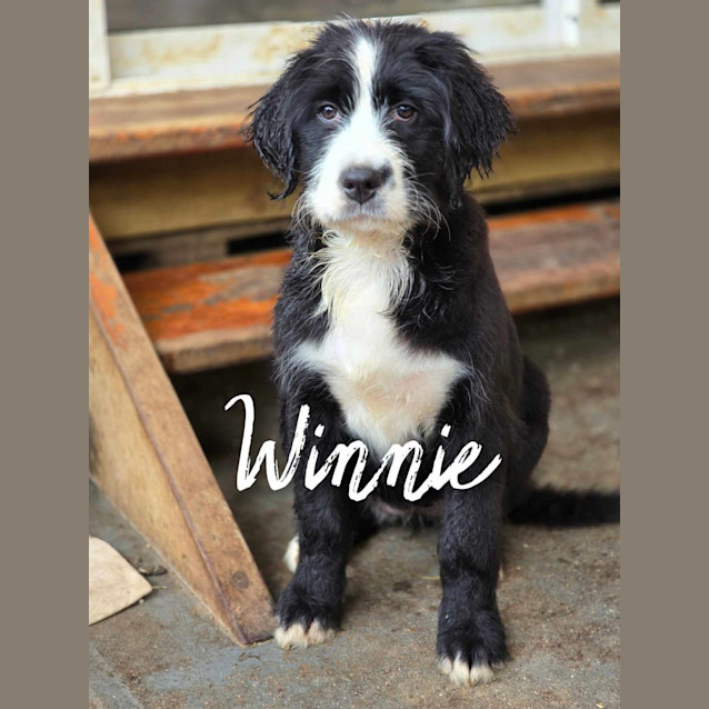 Photo of Winnie  Bernadoodle