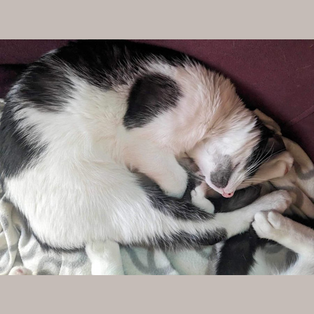 Photo of Dotti