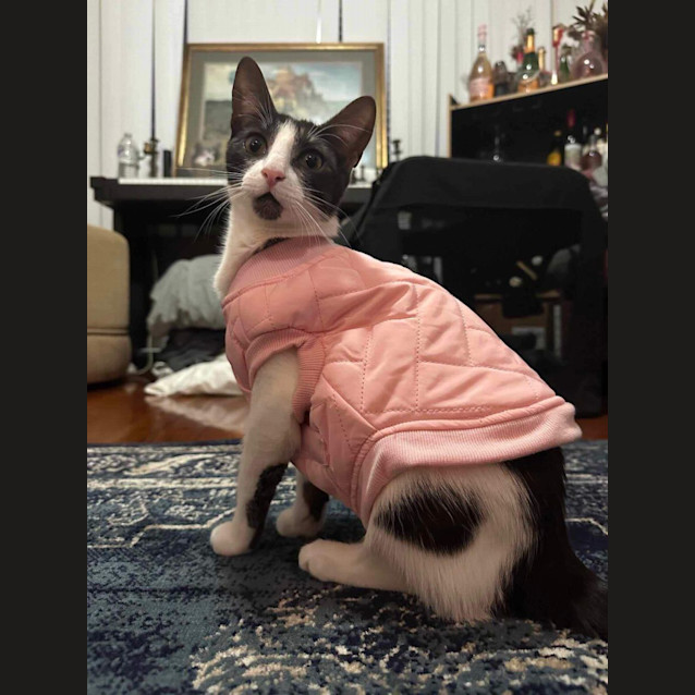 Photo of Dotti