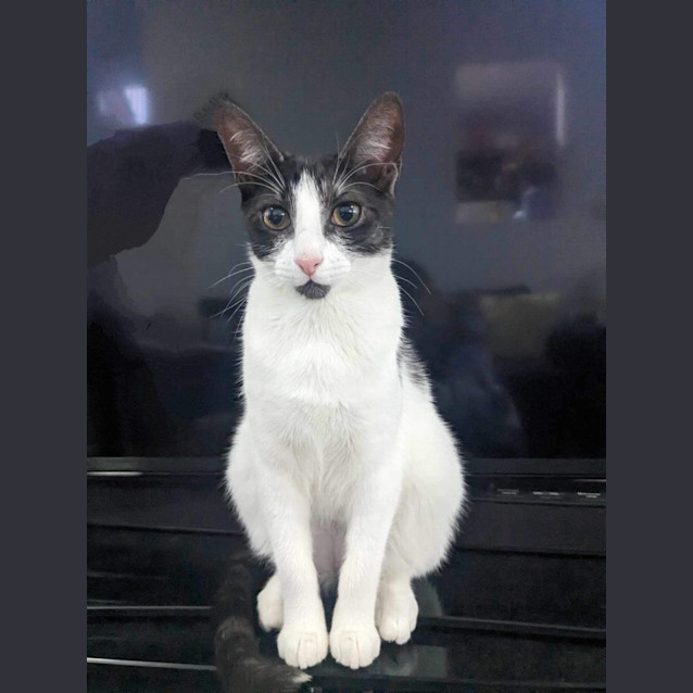 Photo of Dotti