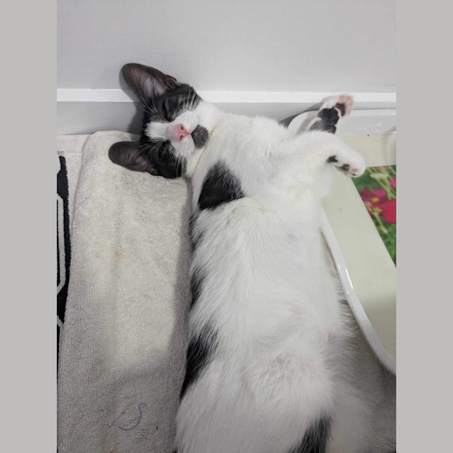 Photo of Dotti