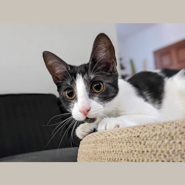 Photo of Dotti