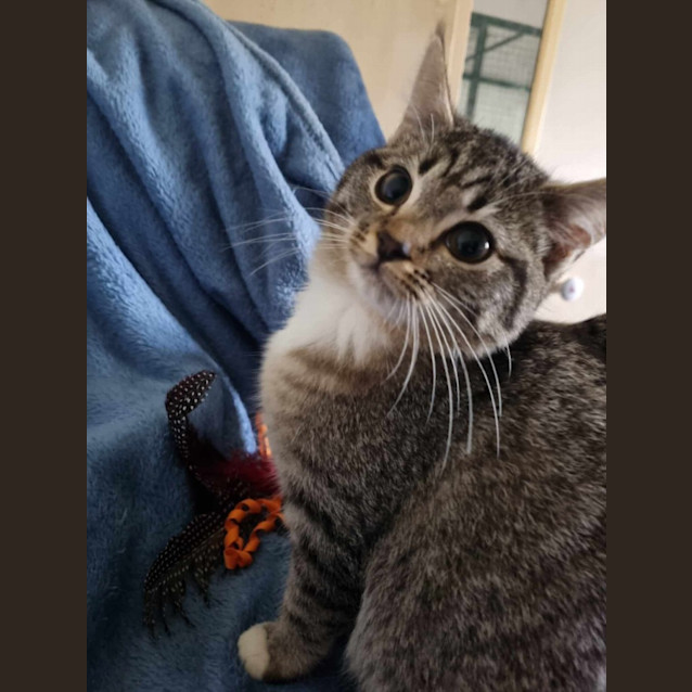 Photo of Robin