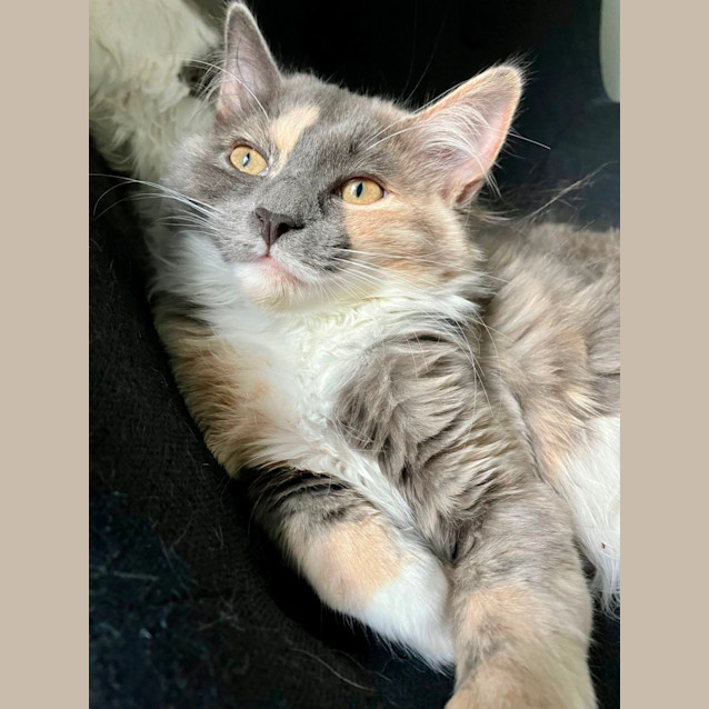 Photo of Peaches And Pippa 