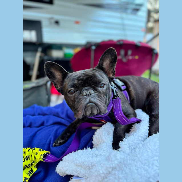 Photo of Coco   2 Year Old French Bulldog (Hold)