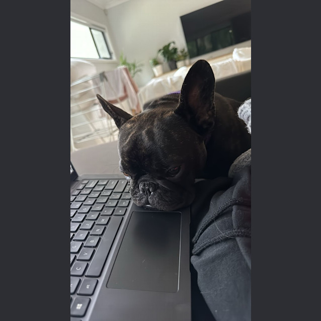 Photo of Coco   2 Year Old French Bulldog (Hold)
