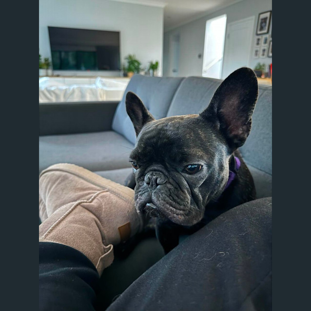 Photo of Coco   2 Year Old French Bulldog (Hold)