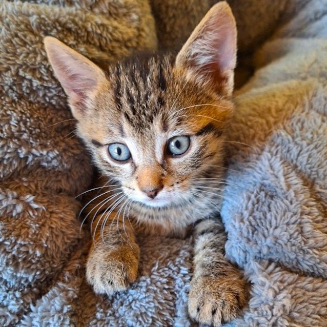 Photo of Fozzie