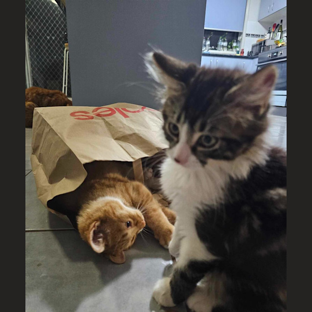 Photo of Alfred Henry