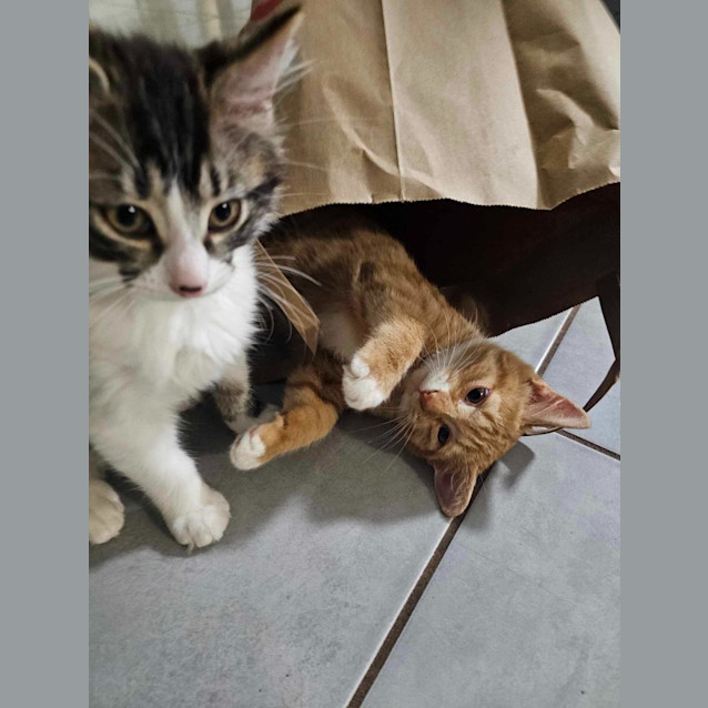 Photo of Alfred Henry