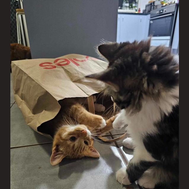 Photo of Alfred Henry