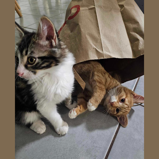 Photo of Alfred Henry