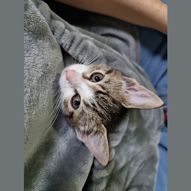 Photo of Ciabatta *Fostered In Peth