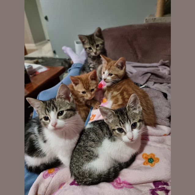 Photo of Ciabatta *Fostered In Peth