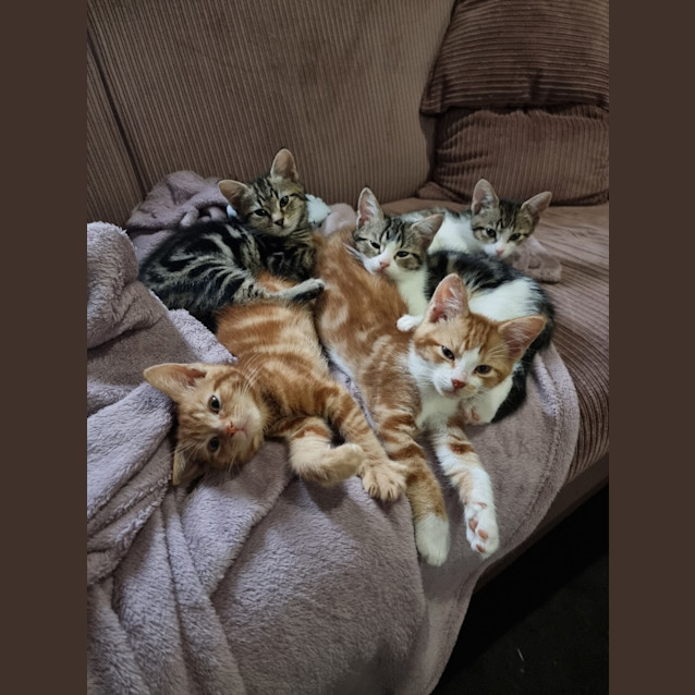 Photo of Ciabatta *Fostered In Peth