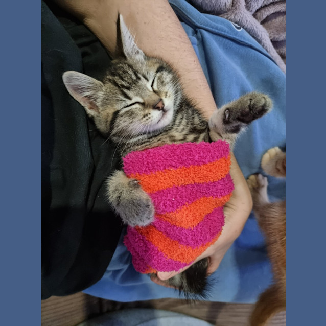 Photo of Cinnamon Scroll *Fostered In Perth