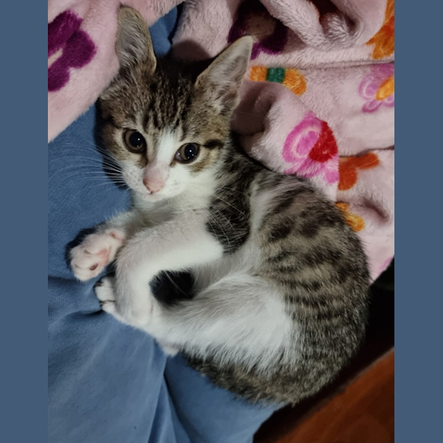 Photo of Rye *Fostered In Perth