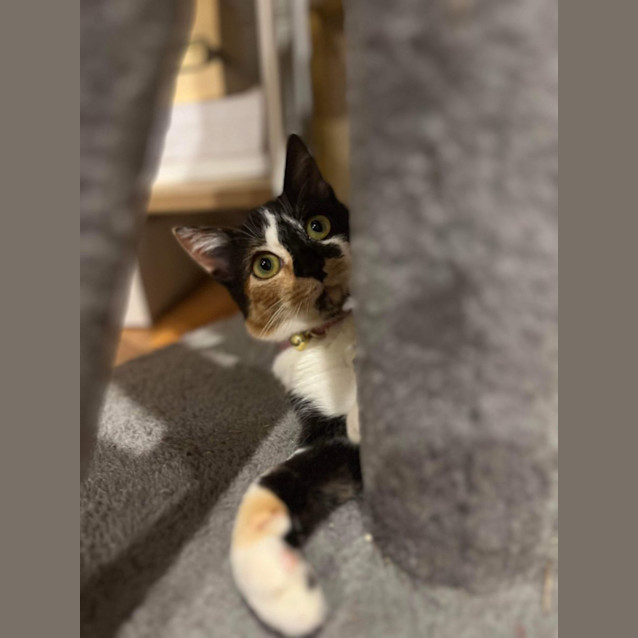 Photo of Honey