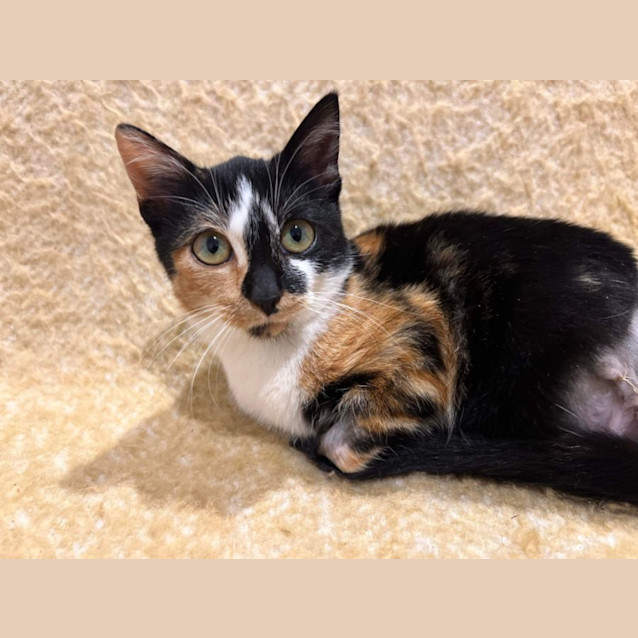 Photo of Honey