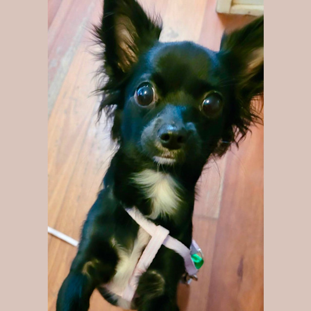 Photo of Pablo And Daisy 