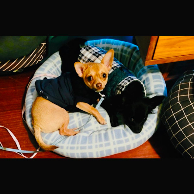 Photo of Pablo And Daisy 