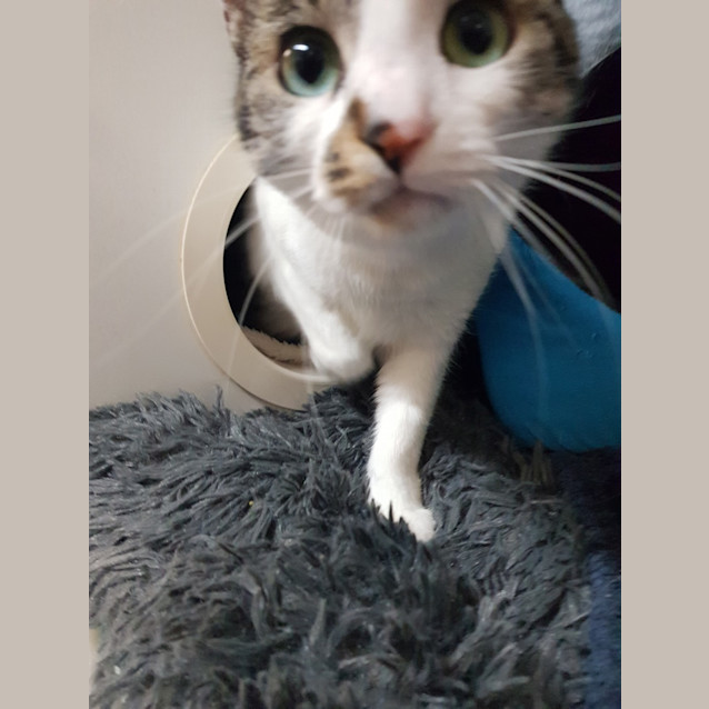 Photo of Akali