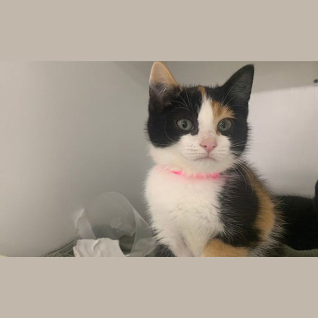 Photo of Pickle