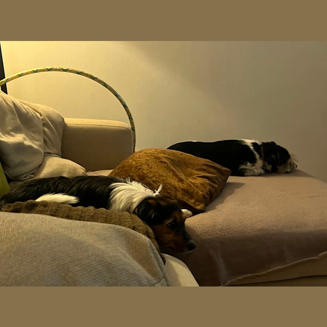 Photo of Pepper   6 Month Old Border Collie X Jack (Trial)