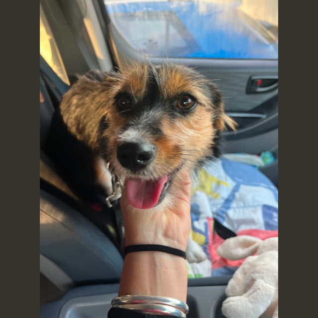 Photo of Pepper   6 Month Old Border Collie X Jack (Trial)