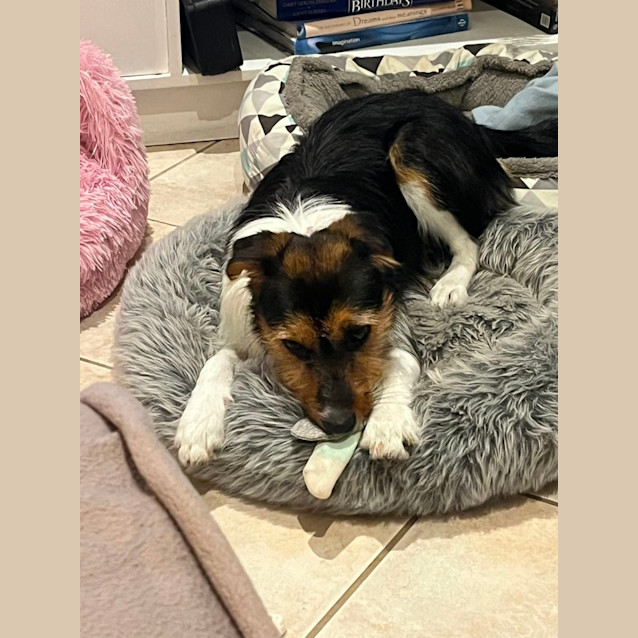 Photo of Pepper   6 Month Old Border Collie X Jack (Trial)